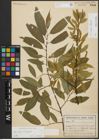 Foto von Salix alba L. x Salix fragilis L.